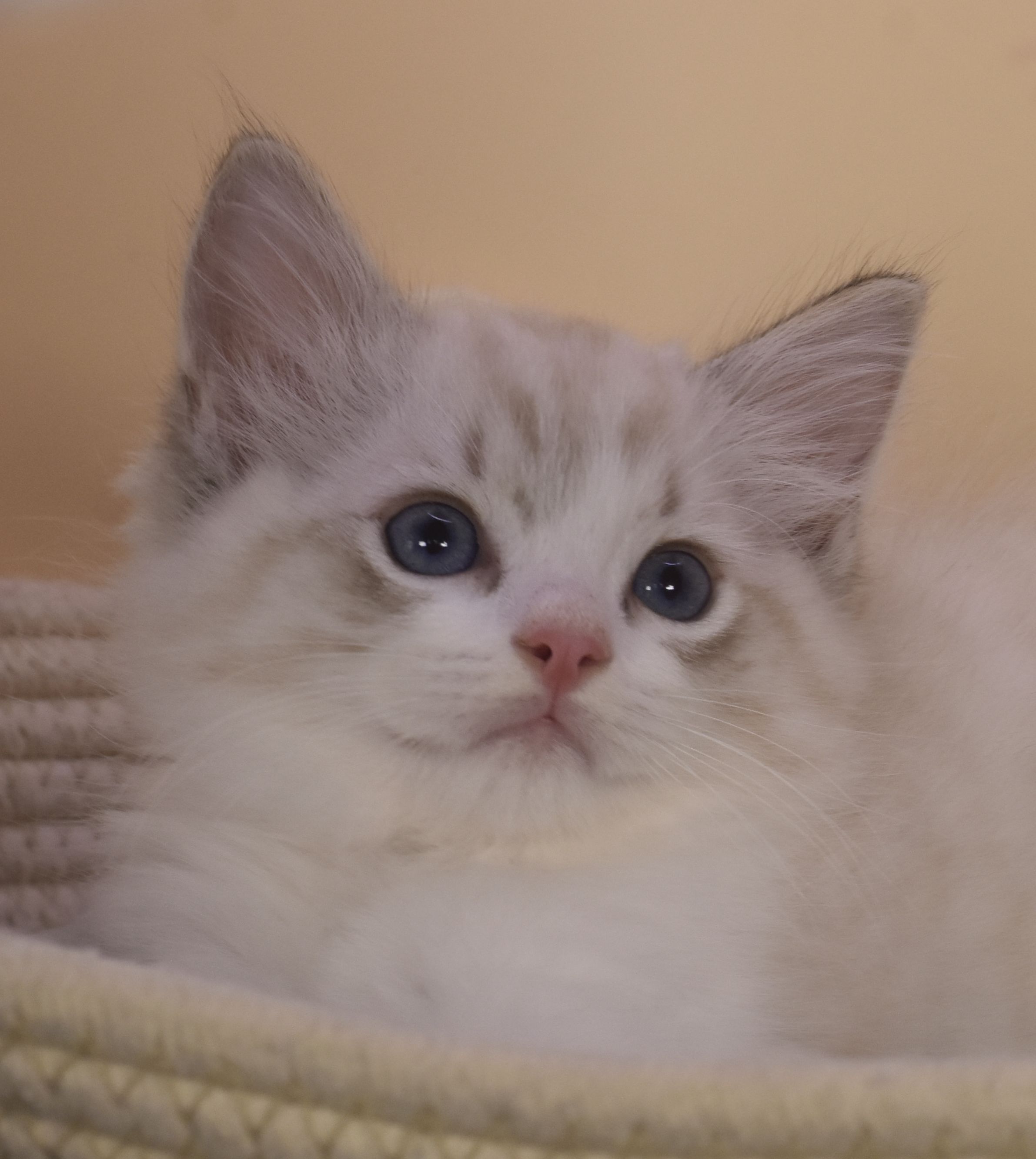 images/AvailableKittens/Bridge website.jpg